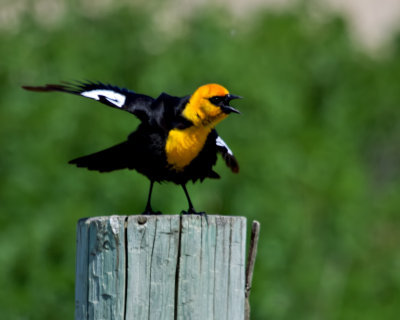 Irate Yellow-Headed blackbird