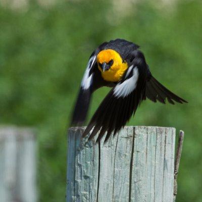 Yellow-headed Blackbird take off
