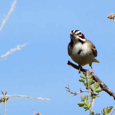 Lark Sparrow