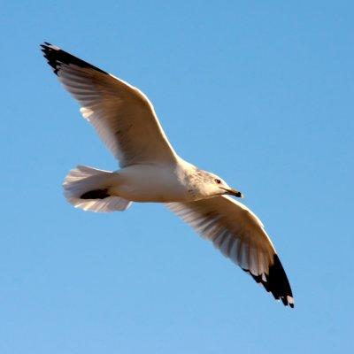 Ring billed Gull