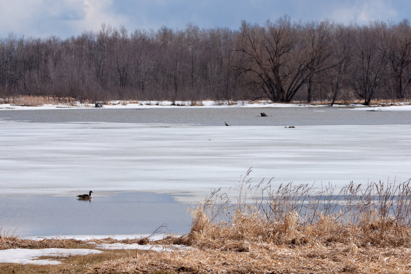 Oui, oui, cest bien le printemps! / Yes, it IS Spring!