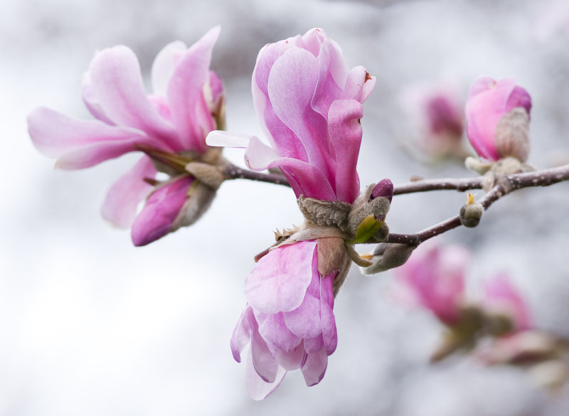 Magnolia