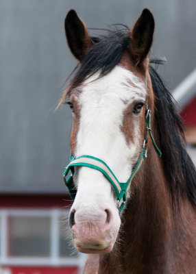 Clydesdale