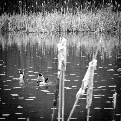 Trois petits canards / Three Little Ducks