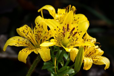 Petit bouquet / Small Bouquet