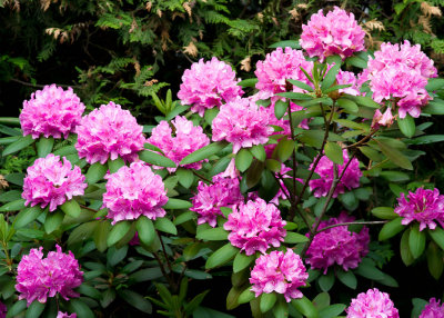 Rhododendron de Jo / Jo's Rhododendron