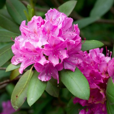 Rhododendron de Jo / Jo's Rhododendron