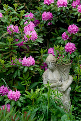 Rhododendron de Jo / Jo's Rhododendron