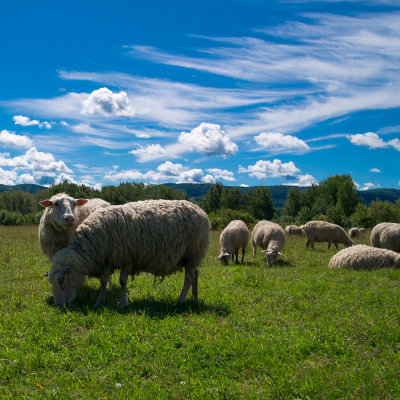 Moutons sur la terre et dans le ciel / Sheeps on the ground and in the sky