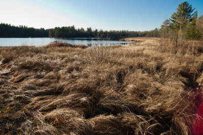 Hautes herbes au lac Ramsey / Grass at Ramsey Lake