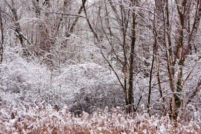 Dans les bois / In the Woods (3)