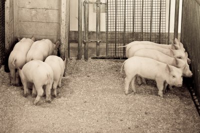 Ferme exprimentale / Experimental Farm (Ottawa)