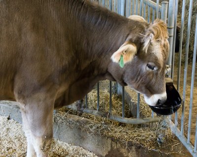 Ferme exprimentale / Experimental Farm (Ottawa)