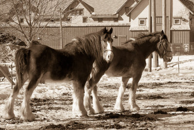 Ferme exprimentale / Experimental Farm (Ottawa)