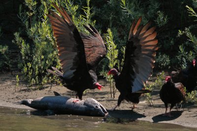 Turkey vulture dining in a huge Chinook Salmon on the wild and senic Rogue Rive
