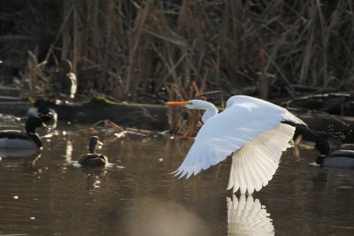 oregon birds winter 2011