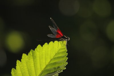 Dragonflies and damselflies