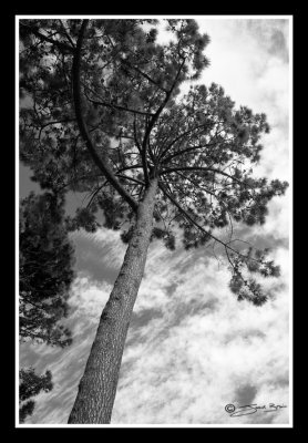 Noordhoek BW trees.jpg