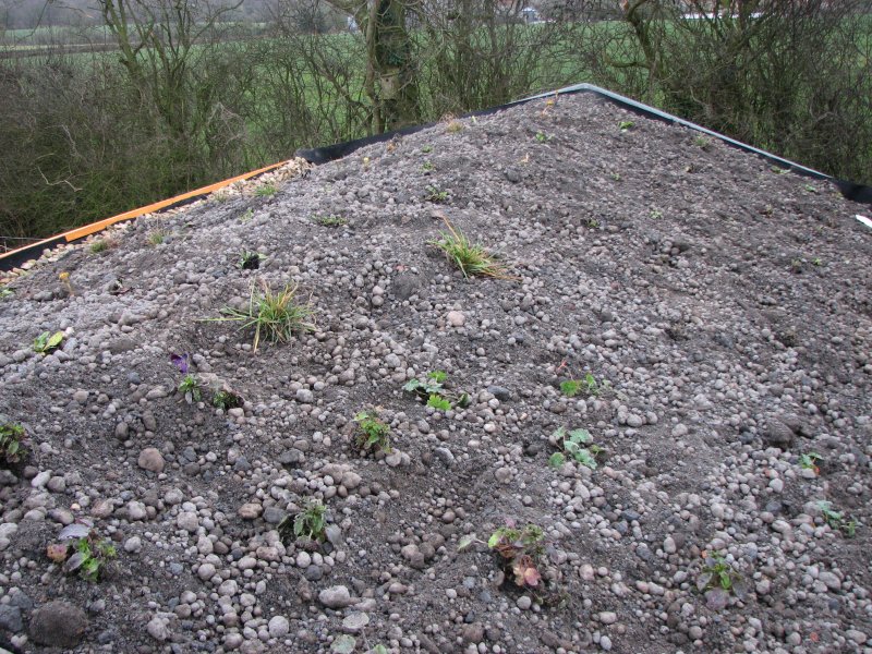 Shed roof February 2012