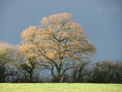 Rural Life