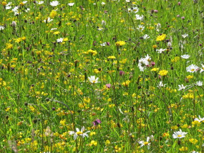 Catsear, Birdsfoot Trefoil, Oxeye Daisies