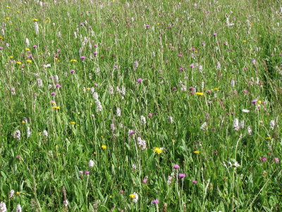 Common Spotted Orchids