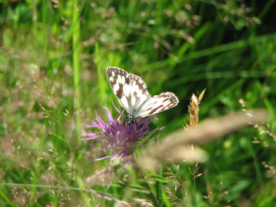 Marbled White on Knapweed