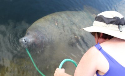 Manatees sometimes visit for a drink