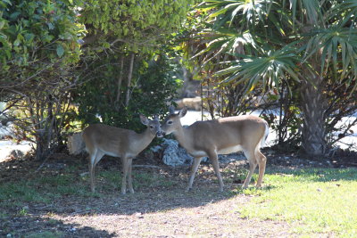 Miniature Key deer roam the neighborhood