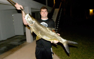 Tarpon
