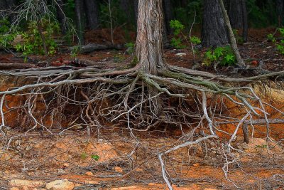 Roots