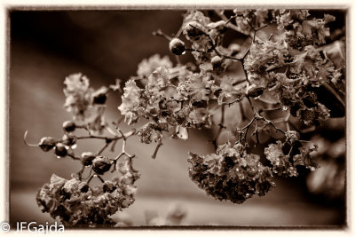 Myrtle B&W.jpg
