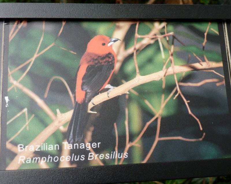 Brazilian tanager - March 28, 2012