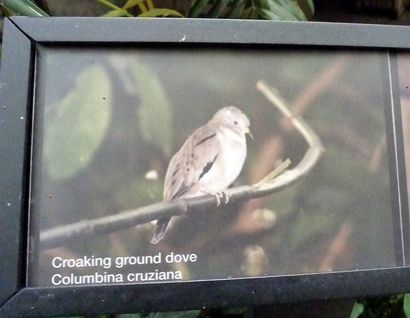 Croaking ground dove - March 28, 2012 