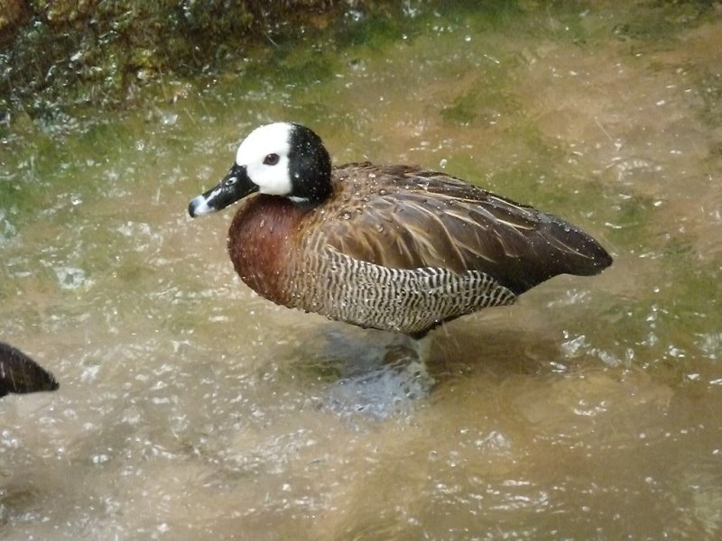 White faced whistling duck - March 28, 2012 