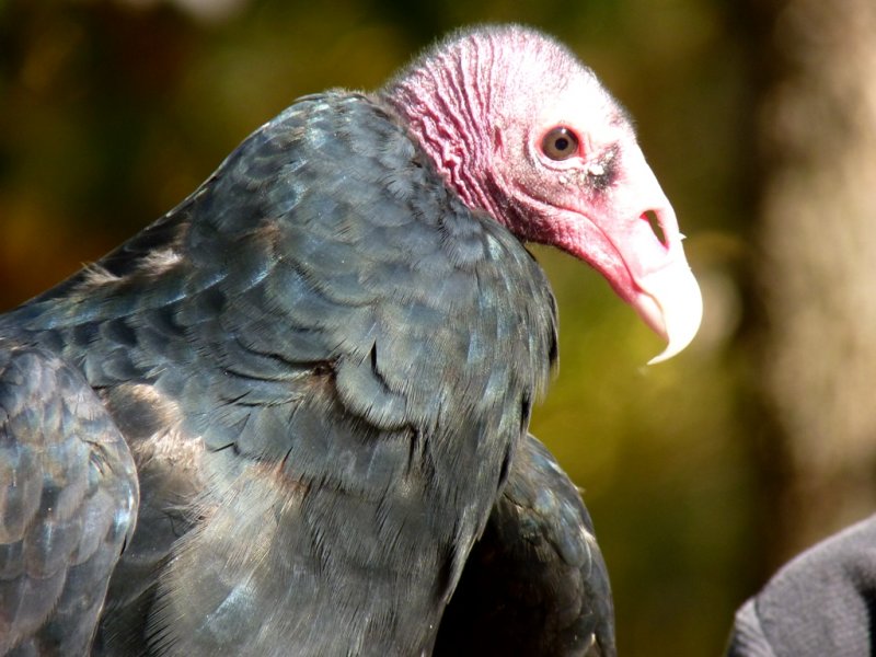 Turkey vulture, held by his handler - Devils Lake, near Baraboo, WI - Oct 9, 2011