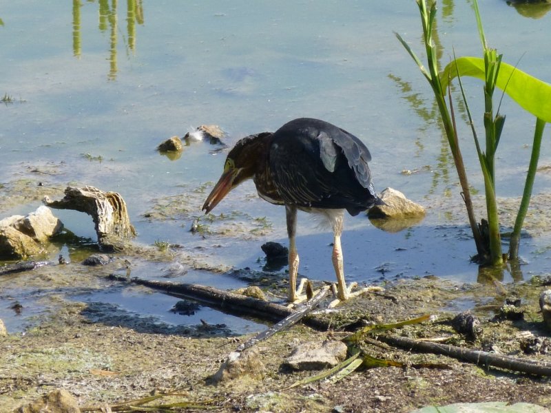Green heron - Strickers Pond, Middleton, WI - June 29, 2012