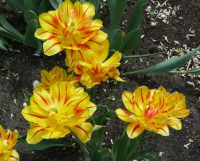 Tulips - Fitchburg, WI