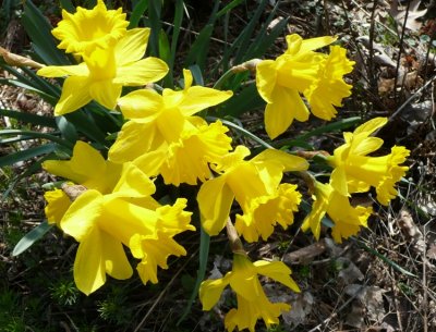 Daffodils - Fitchburg, WI - 2008/04/26