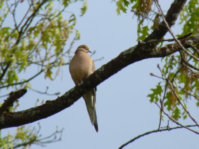 Mourning dove -  Stricker's Pond, Middleton, WI - May 27, 2011