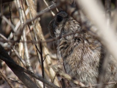 Rabbit under cover - Stricker's Pond, Middleton, WI