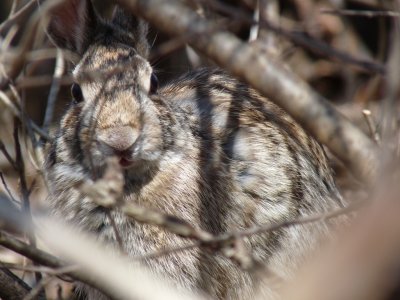Rabbit under cover - Stricker's Pond, Middleton, WI