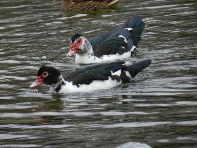 The two black and white ducks