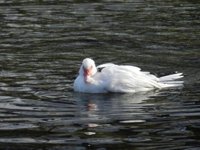 The white duck