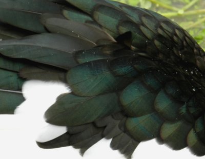 Feathers have a green sheen when seen in sunlight