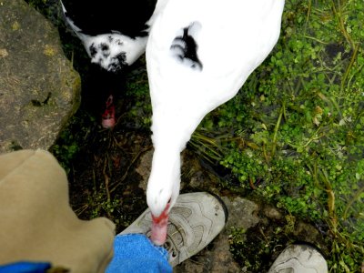 The white duck investigates my pant leg