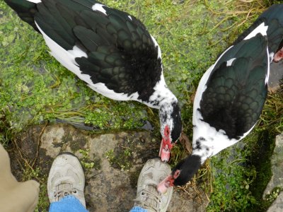 The two black and white ducks investigate my shoe