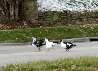 Ducks in a row - walking assertively across a very busy street at rush hour