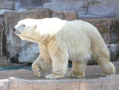 Polar bear - Henry Vilas Zoo - Madison, WI - March 29, 2007