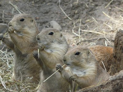 Prairie dogs - Marshfield Zoo, Marshfield, WI - July 21, 2007 